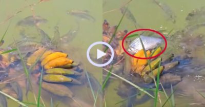 Video: Đàn cá cùng nhau thưởng thức chuối chín cây