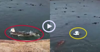 Video: Vịt biến đàn cá sấu thành trò cười