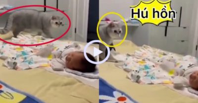 Video: Chú mèo ‘có tâm’ nhất quả đất bị em bé làm cho hốt hoảng
