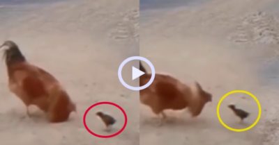 Video: Gà con hổ báo đấu tay đôi với gà trống