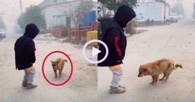 Video: Chú chó nhún nhảy siêu đáng yêu cùng cậu chủ