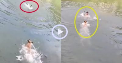 Video: Chú chó xả thân cứu chủ đuối nước