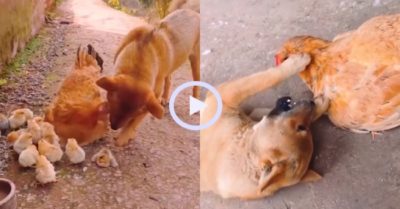 Video: Gà mái bất lực khi bị chú chó tán tỉnh