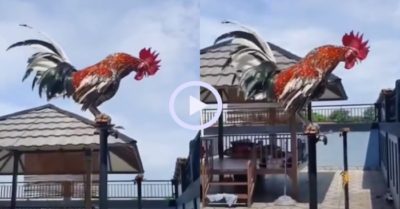 Video: Gà trống gáy kiểu tắc ống pô