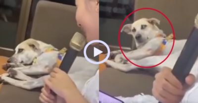 Video: Giọng hát của cô chủ khiến chó cưng bàng hoàng