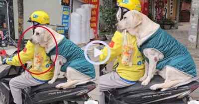 Video: Chó cưng bắt xe ôm đi mua trà sữa