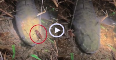 Video: Cá lóc mệt mỏi vì bị dế làm phiền