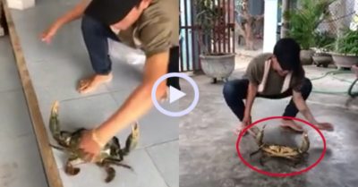 Video: Thanh niên khổ sở khi đối đầu cua biển