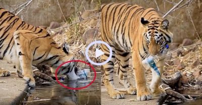 Video: Hổ nhặt chai nhựa từ hồ nước trong rừng