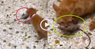 Video: Chủ nhà sung sướng cười lớn vì mèo cưng bắt được chuột