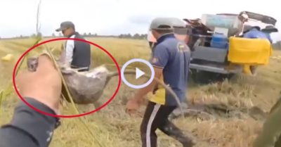 Video: Bắt chuột đồng theo máy cắt lúa ở miền Tây