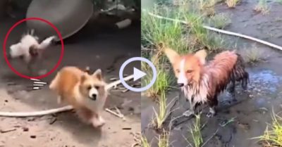 Video: Chú chó Corgi bị gà rượt ‘té khói’
