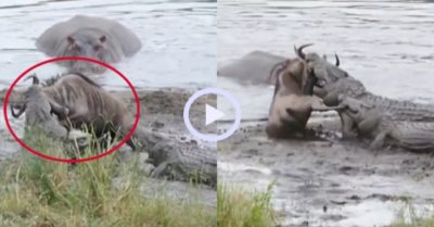Video: Hà mã ‘thủy chiến’ với cá sấu để giải cứu linh dương