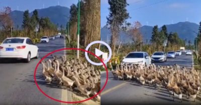 Video: Ôtô xếp hàng đợi 800 anh em nhà ngỗng qua đường