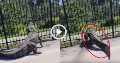 Video: Cá sấu bẻ cong hàng rào sắt để dễ đi lại