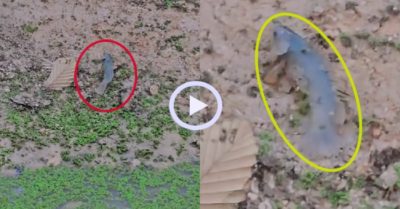 Video: Cá rô đồng lên bờ nhảy múa