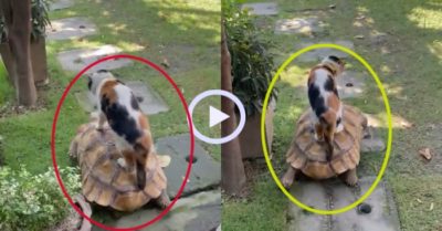 Video: Rùa cõng mèo cưng đi chơi ‘dài ngày’