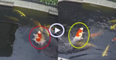 Video: Cá koi nhảy múa như vũ công trong bể nước