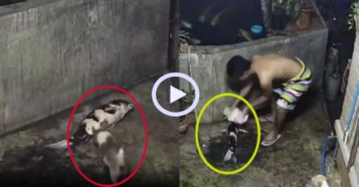 Video: Chó cưng gọi chủ giải cứu cá Koi