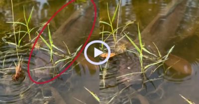 Video: Cá lóc ‘tâm bất biến’ khi bị dế khiêu khích