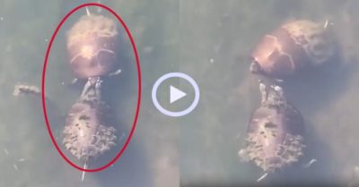 Video: Rùa nhây vuốt mặt trêu ngươi bạn