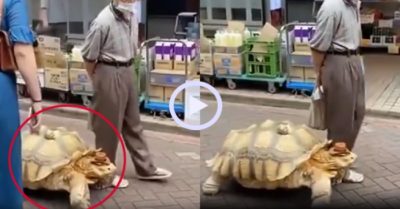 Video: Rùa khủng đi dạo cùng cụ ông trên phố