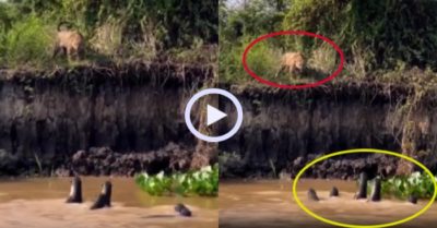 Video: Báo săn ‘giận tím người’ vì bị đàn rái cá trêu ngươi