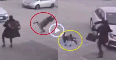 Video: ‘Đầu bù tóc rối’ vì bị ngỗng tấn công trên phố