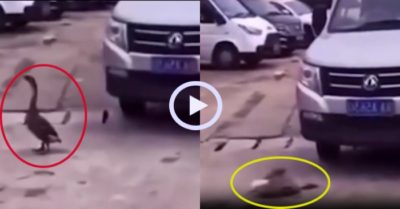 Video: Ngỗng lăn ra ăn vạ tài xế ôtô