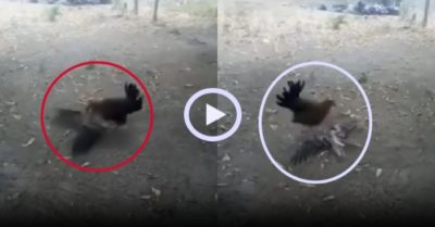 Video: Diều hâu thành bại tướng dưới móng vuốt của gà mẹ