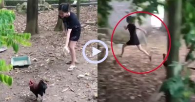 Video: Gà trống nổi quạu đuổi cô gái chạy té khói