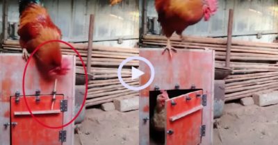 Video: Gà trống mở chốt chuồng cứu bạn đời bị nhốt