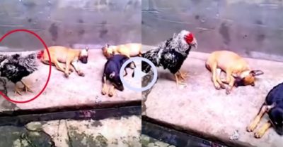 Video: Gà trống gáy đứt hơi, 3 chú chó vẫn ngủ ngon lành