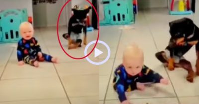 Video: ‘Tan chảy’ với chú chó dạy em bé tập lết