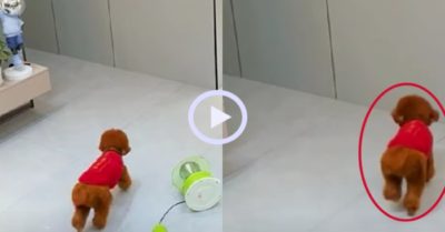Video: Chú chó giả vờ què chân khi làm đổ quạt
