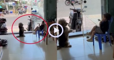 Video: Chó cưng lạy nhiệt tình, cô chủ nhỏ vẫn không cho miếng bánh