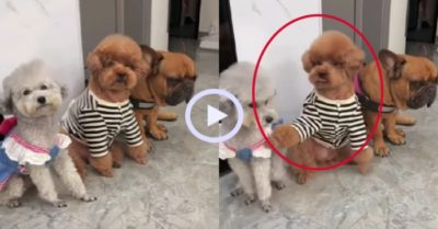 Video: Chó cưng mách lẻo cô chủ chuyện đồng bọn ăn vụng