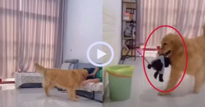 Video: Chó gâu đần quăng đồng bọn vào sọt rác để giành ông chủ