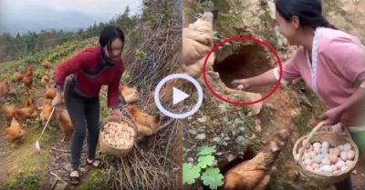 Video: Nhặt trứng mỏi tay nhờ làm ổ gà trong vách núi