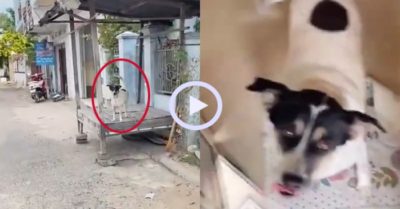 Video: Chó cưng ‘vui như Tết’ khi cô chủ đi học xa về