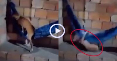 Video: Chú chó ngã sấp mặt khi leo lên võng nằm