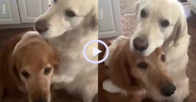 Video: Chú chó ôm xin lỗi bạn thân vì lỡ ăn hết kẹo