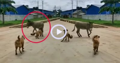Video: Hai chú chó giỡn nhây bị lừa dạy bài học nhớ đời