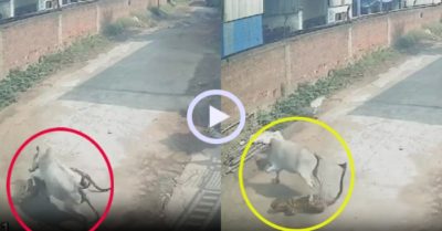 Video: Bò mẹ ‘tung cước’ hạ báo hoa mai
