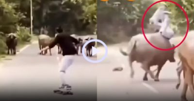 Video: Lãnh đủ vì trượt patin vào đàn trâu