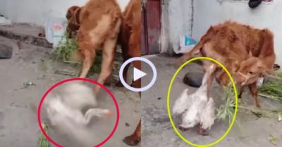 Video: Ngỗng trả đũa khi bị bò đá hậu