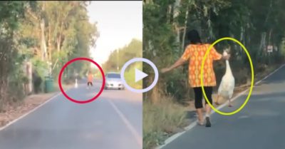 Video: Ngỗng bị chủ lôi cổ vào nhà khi chạy ra đường