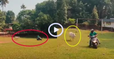 Video: Hai người đàn ông đi xe máy bị bò rượt chạy té khói