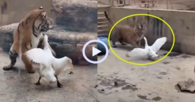 Video: Chú ngỗng dí hổ chạy té khói