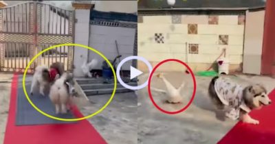 Video: Hai chú chó bị ngỗng hung hãn rượt chạy té khói